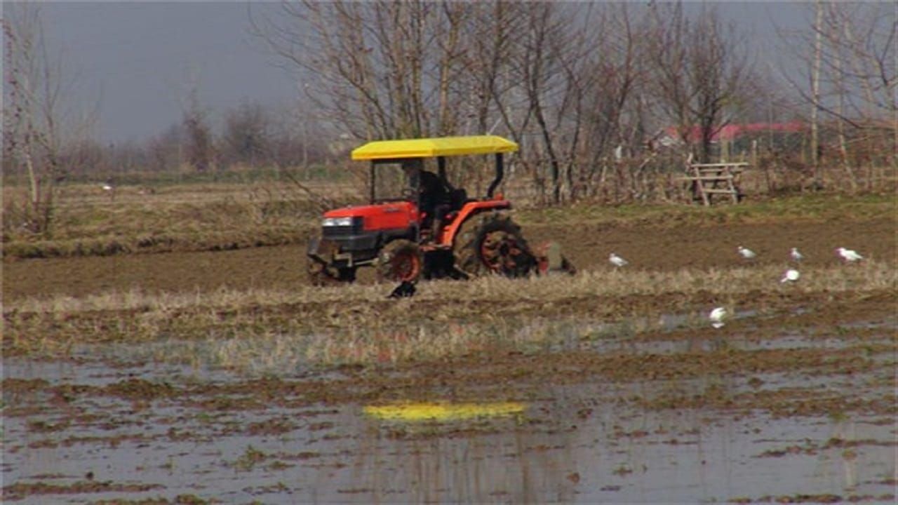 آغاز شخم زمستانه درشالیزارهای شهرستان املش